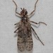 Boreothrinax maculipennis - Photo (c) jtuttle, כל הזכויות שמורות, הועלה על ידי jtuttle