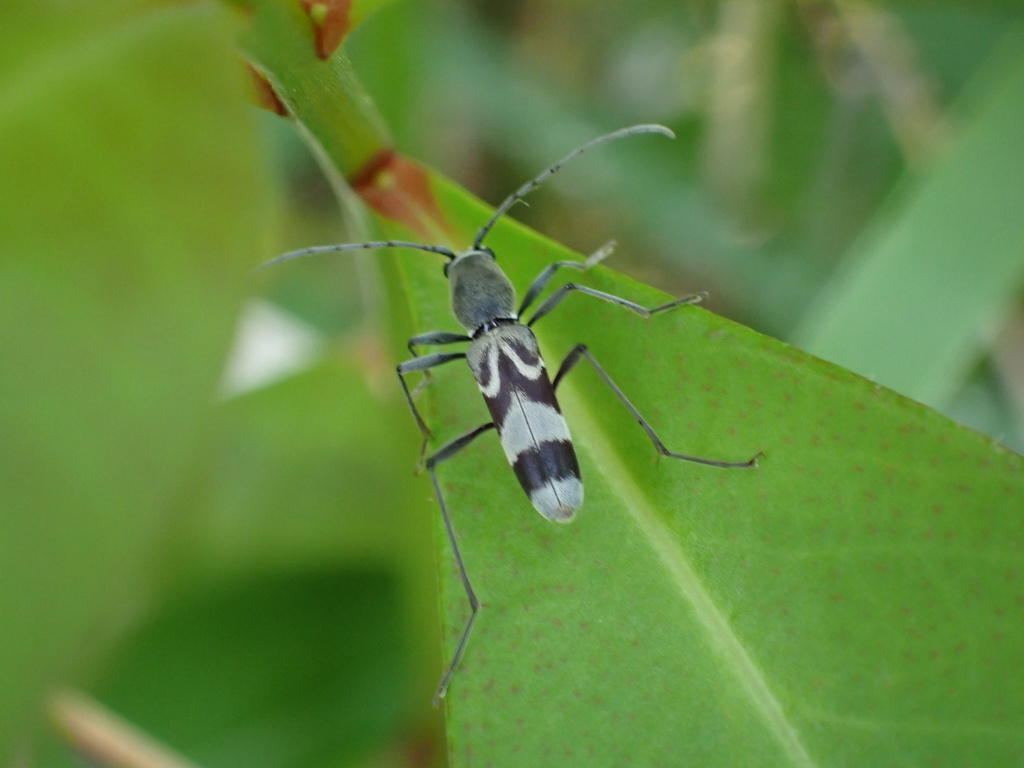 Demonax curvofasciatus from 江宁区, 南京市, 江苏省, CN on May 1, 2024 at 1044