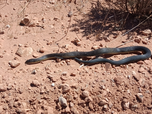 Mulga Snake sighting