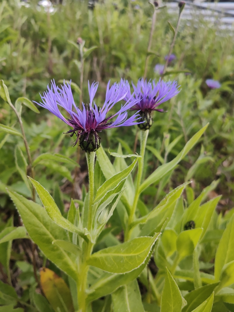 Perennial Cornflower from Manchester M11 3BS, UK on May 2, 2024 at 07: ...