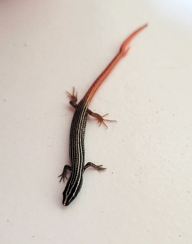 Vanzosaura multiscutata