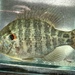 Redear Sunfish - Photo (c) species_spotlight, all rights reserved, uploaded by species_spotlight