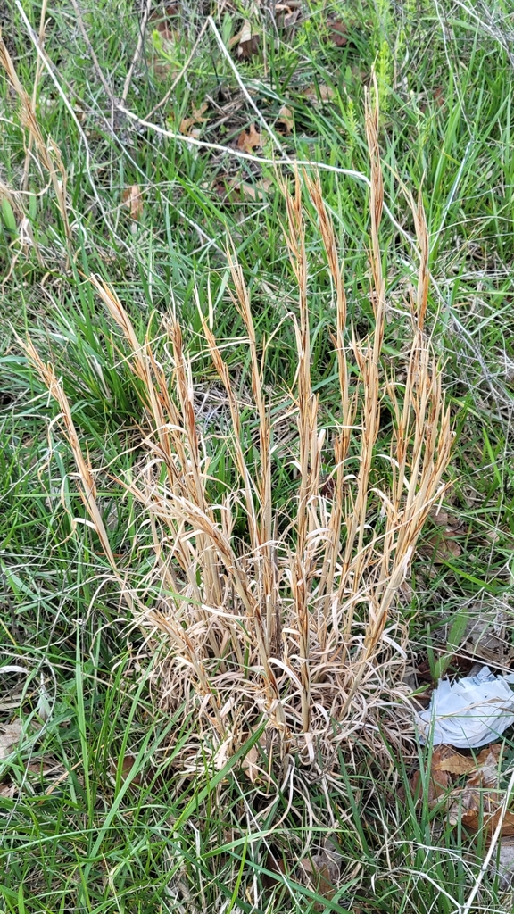 broomsedge bluestem from Overland Park, KS 66085, USA on April 30, 2024