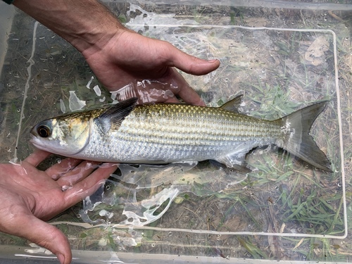 Sea Mullet