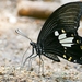 Papilio chaon - Photo (c) sukal pidanpun, todos os direitos reservados, uploaded by sukal pidanpun