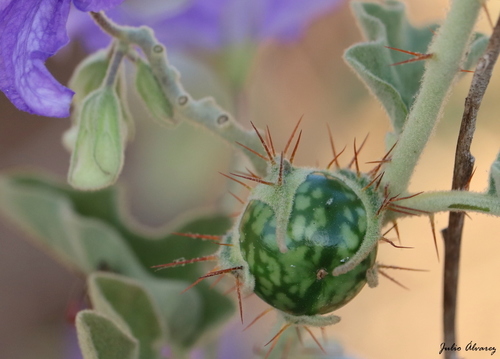 Sierra Madre nightshade