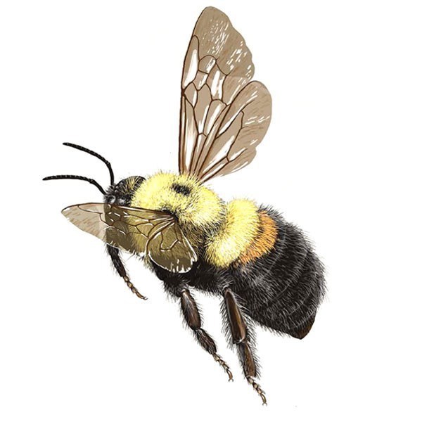 GRISEOCOLLIS (Brown-belted Bumble Bee) (Bumble Bees of