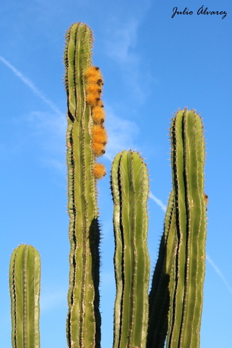 Indian Comb