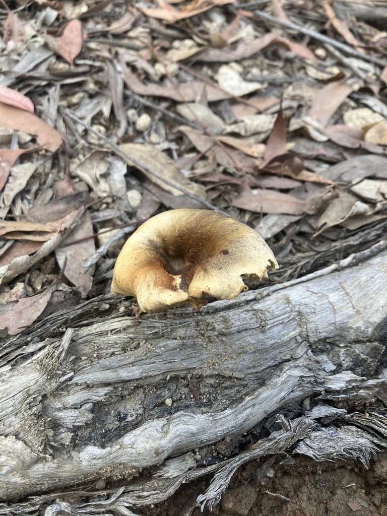 ghost fungus from Esk Hampton Rd, Redbank Creek, QLD, AU on April 27 ...