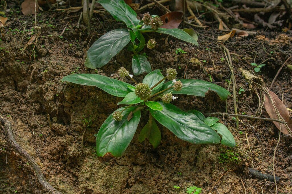 Debia oligocephala (Debia oligocephala)