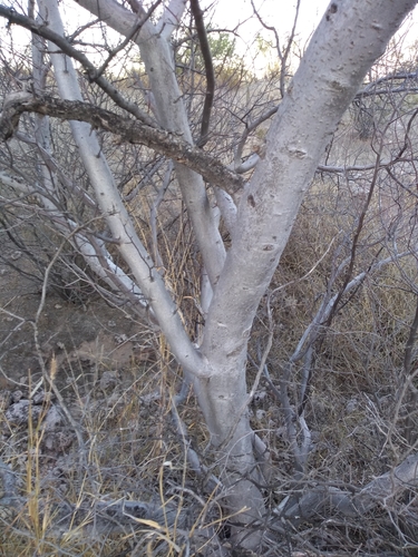 Bursera laxiflora