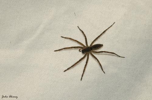 Sosippus californicus