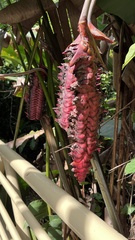 Heliconia mariae image