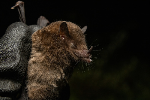 Cadena's Tailless Bat (Anoura cadenai) — Data Deficient Mammalia