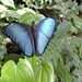 Morpho achilles vitrea - Photo (c) Martin Antonio Apaza Ticona, all rights reserved, uploaded by Martin Antonio Apaza Ticona