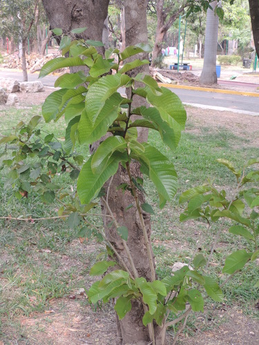 Annona purpurea - Whole tree