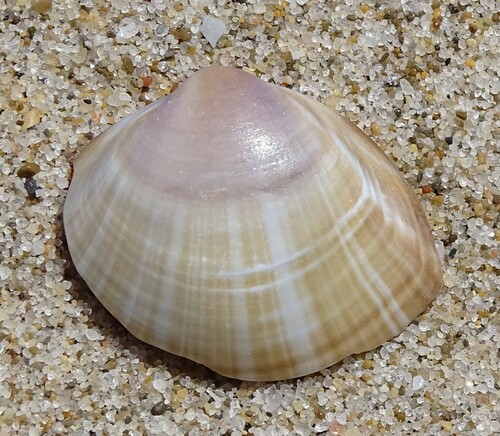 Rayed Trough Shell