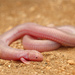 Five-toed Worm Lizard - Photo (c) Jake Scott, all rights reserved, uploaded by Jake Scott