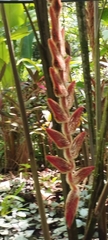 Heliconia vellerigera image