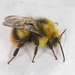 Early Bumble Bee - Photo (c) gernotkunz, all rights reserved, uploaded by gernotkunz