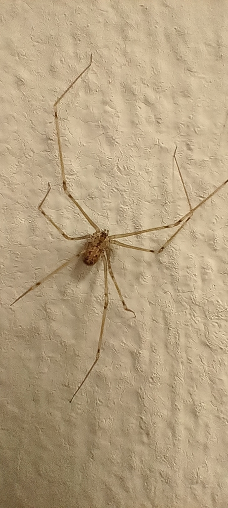 Short-bodied Cellar Spider from 6583+78, 77410 Cancún, Q.R., México on ...