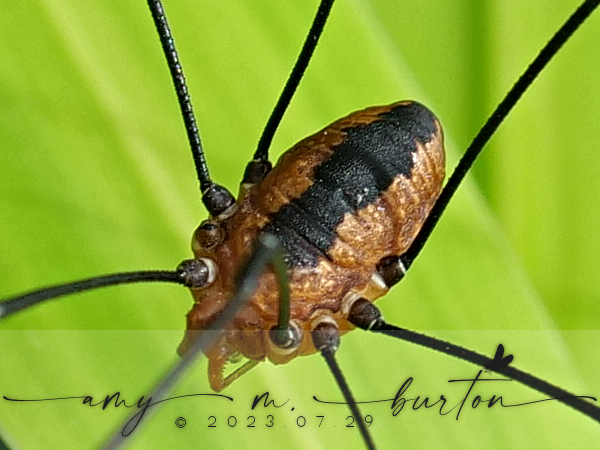 Eastern Harvestman from Morton Arboretum, Visitor's Center, Lisle ...