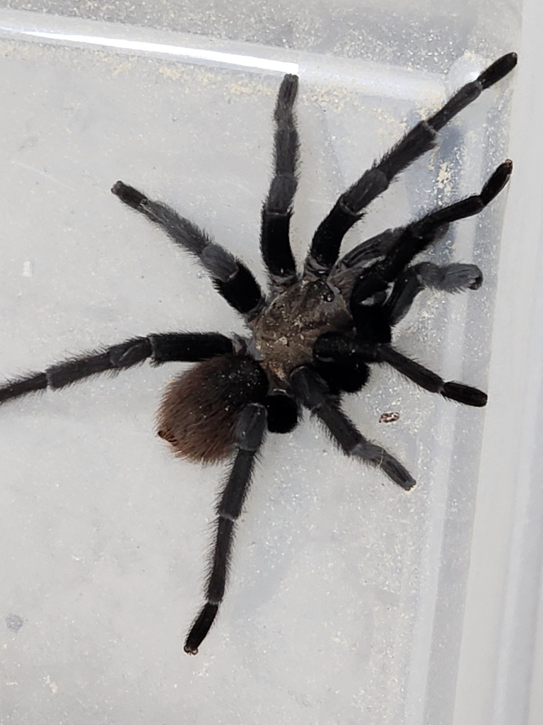 Texas Tan Texas Tan Tarantula from N Flores St, Edinburg, TX, US on May 2, 2024 ...