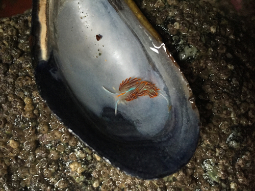 Hermissenda crassicornis
