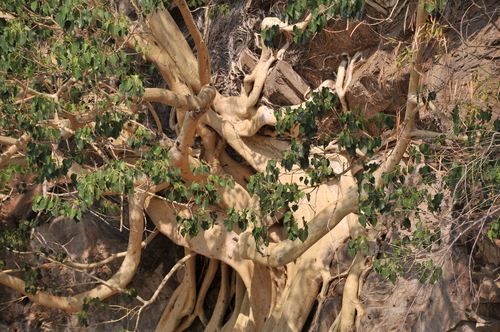 Petiolate Fig