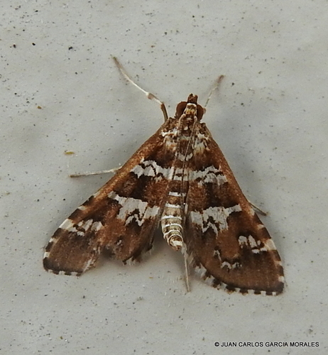 Samea druchachalis Dyar, 1924