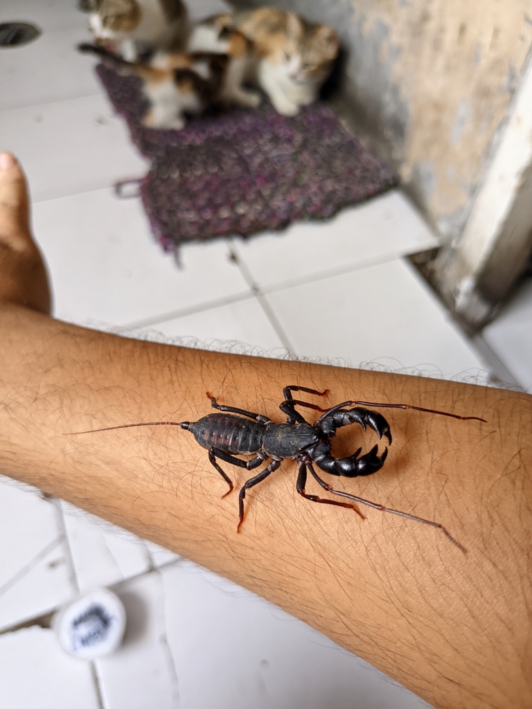 Thelyphonus from kutabumi kec ps kemis kabupaten tangerang banten