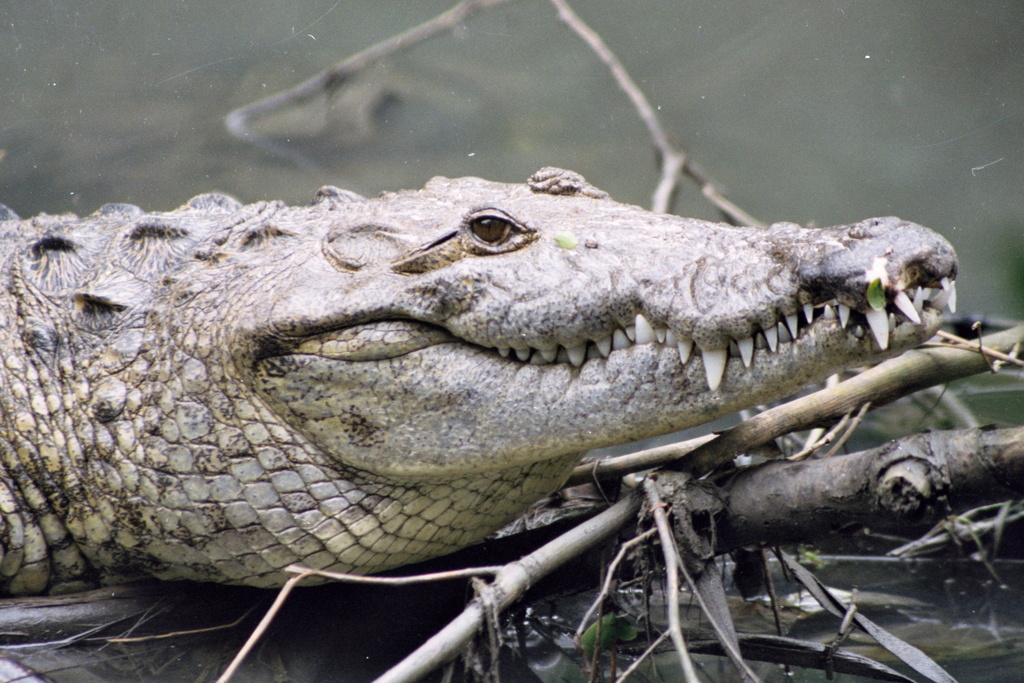 Cocodrilo de Pantano (Crocodylus moreletii) · NaturaLista Mexico