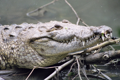 Morelet's Crocodile