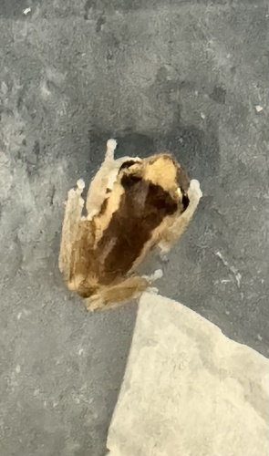 Brown Banana Frog