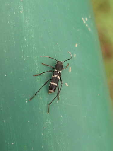 Perissus biluteofasciatus
