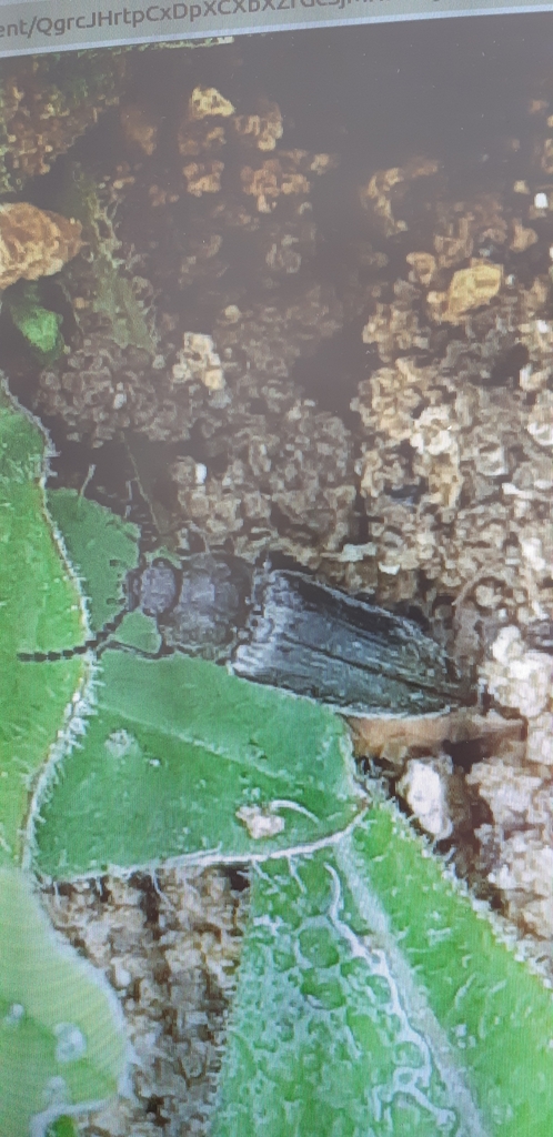 Click Beetles by Sarah El Ayoubi · iNaturalist