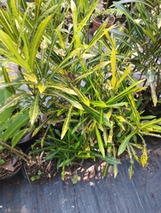 Codiaeum variegatum image