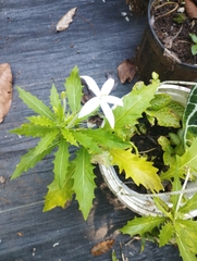 Hippobroma longiflora image