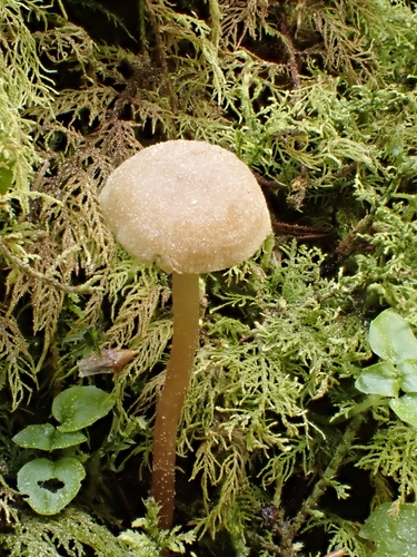 Naucoria melinoides