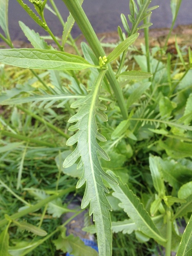 Valgomasis krienas nuotrauka