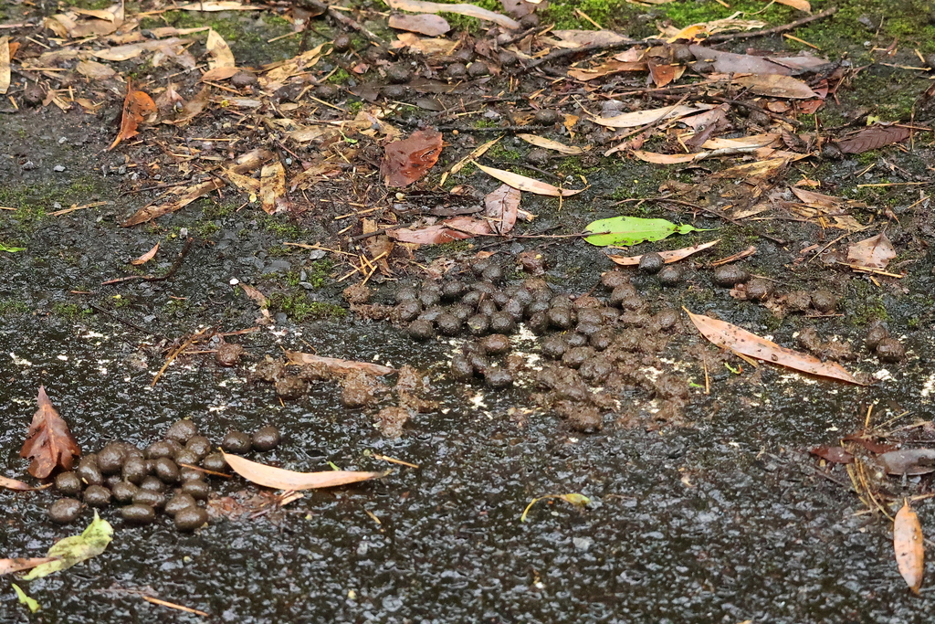 Amami Rabbit in April 2024 by Shadow · iNaturalist