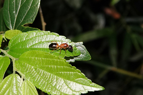 光腹弓背蚁香港亚种Camponotus irritans hongkongensis