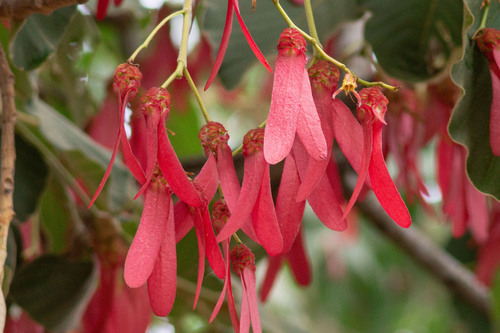 Dipterocarpaceae