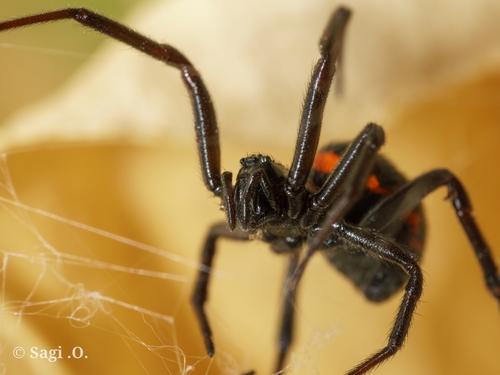Mediterranean false black widow
