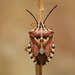 Variegated Fruit Bug - Photo (c) avid607, all rights reserved, uploaded by avid607