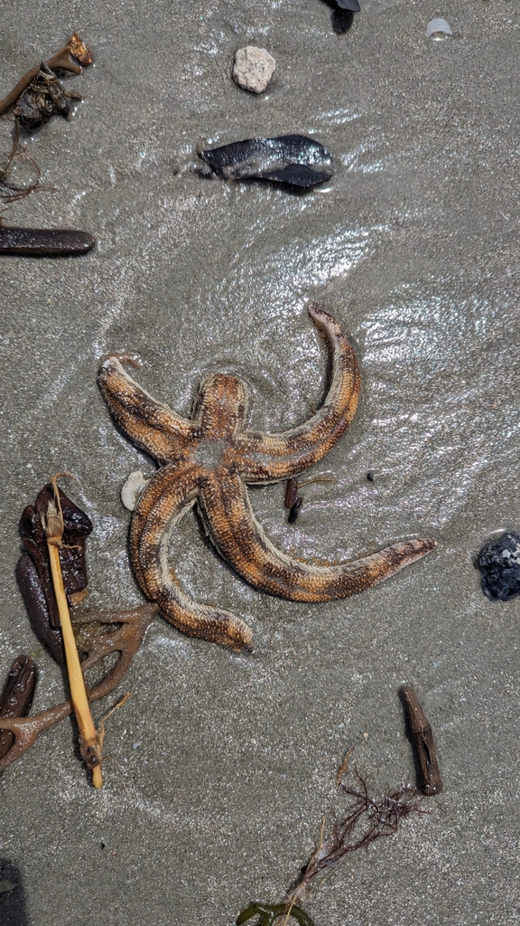 Two-banded Sea Star from Georgetown County, SC, USA on May 3, 2024 at ...