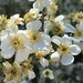 Stansbury's Cliffrose - Photo (c) nsteele, all rights reserved