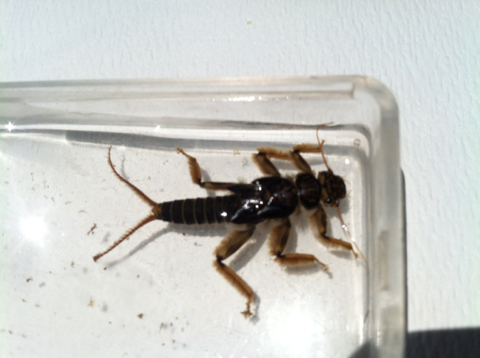 iNaturalist observation photo of Common Stoneflies