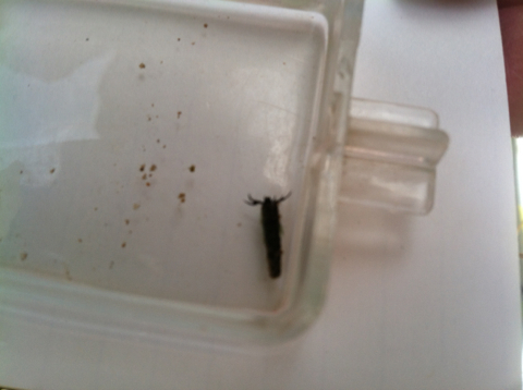 iNaturalist observation photo of Caddisflies
