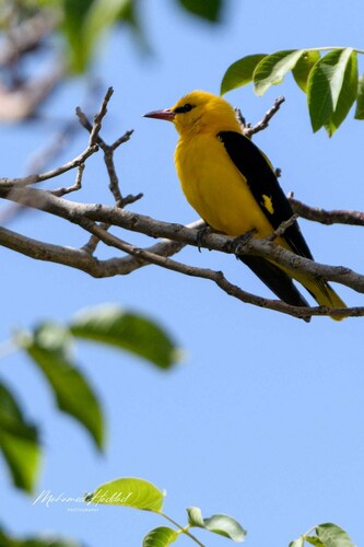 Eurasian Golden Oriole